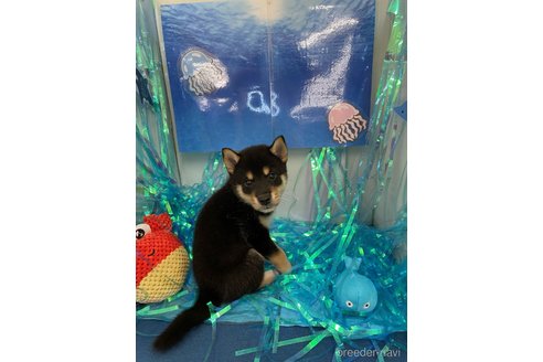 成約済の北海道の柴犬-260828の4枚目